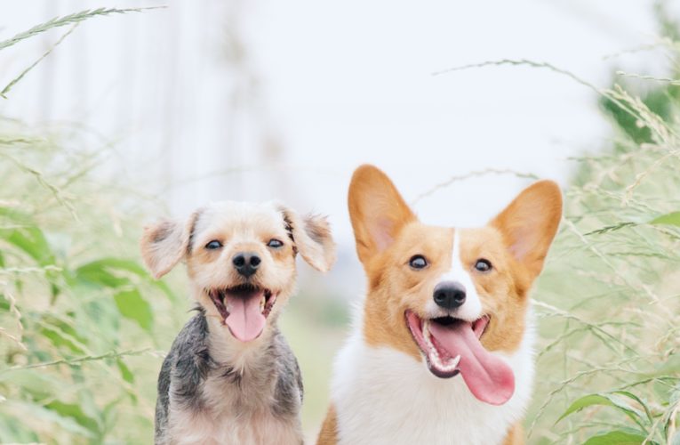 Preventing Home Dog Fights in St Petersburg